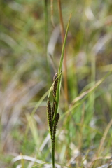Carex aquatilis stans