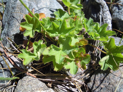Broadtooth lady's mantle (Alchemilla subcrenata)