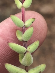 Crassula subaphylla
