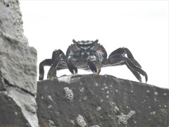 Grapsus adscensionis