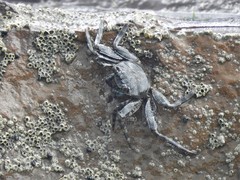 Grapsus adscensionis