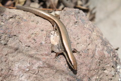 Scincella gemmingeri