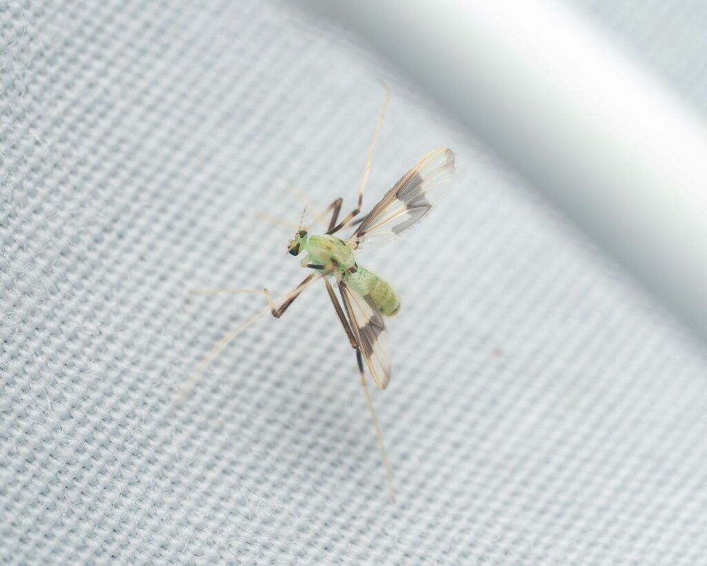 Stenochironomus woodi
