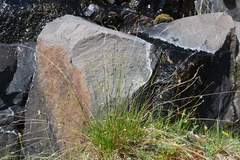 Carex capillaris fuscidula