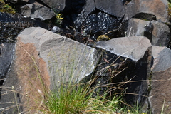 Carex capillaris fuscidula