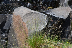 Carex capillaris fuscidula