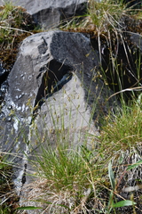 Carex capillaris fuscidula