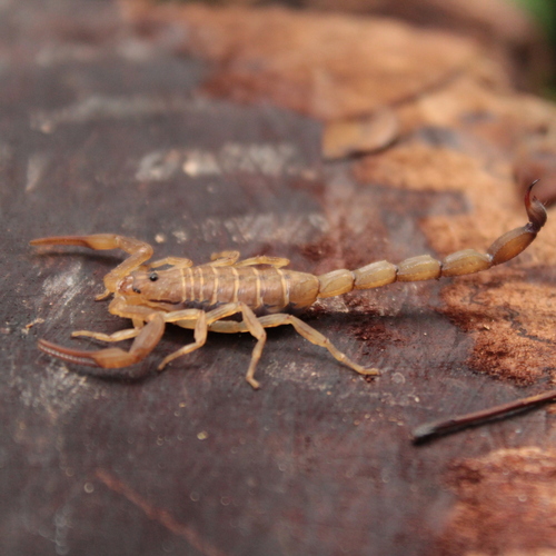 Tityus raquelae