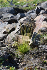 Carex capillaris fuscidula