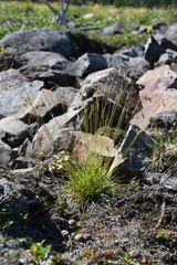 Carex capillaris fuscidula