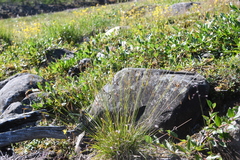Carex capillaris fuscidula