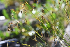 Carex capillaris fuscidula