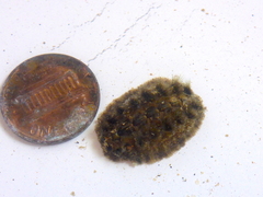 Acanthochitona