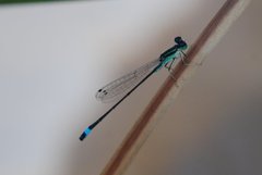 Ischnura evansi