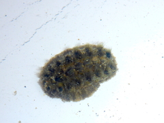 Acanthochitona