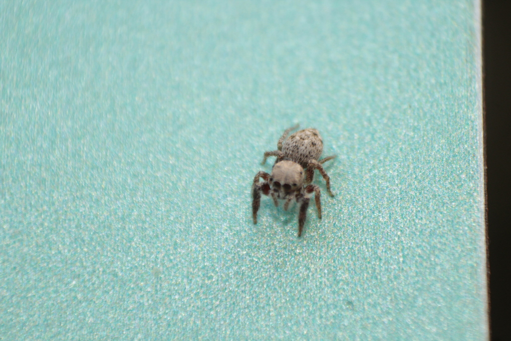jumping spiders