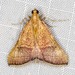 Endotricha pyrosalis - Photo (c) Ian  McMillan, algunos derechos reservados (CC BY-NC)