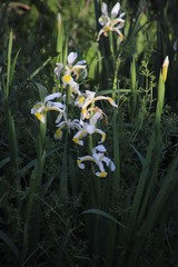 Iris orientalis