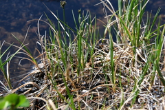 Carex holostoma