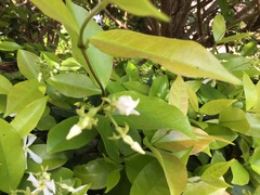 Trachelospermum jasminoides