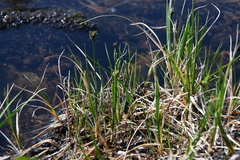Carex holostoma