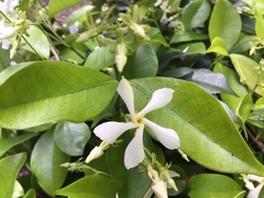 Trachelospermum jasminoides