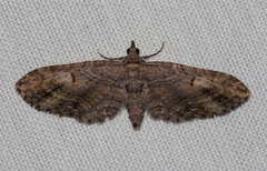 Eupithecia graefii