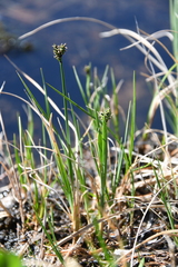 Carex holostoma