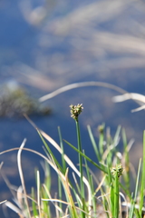 Carex holostoma