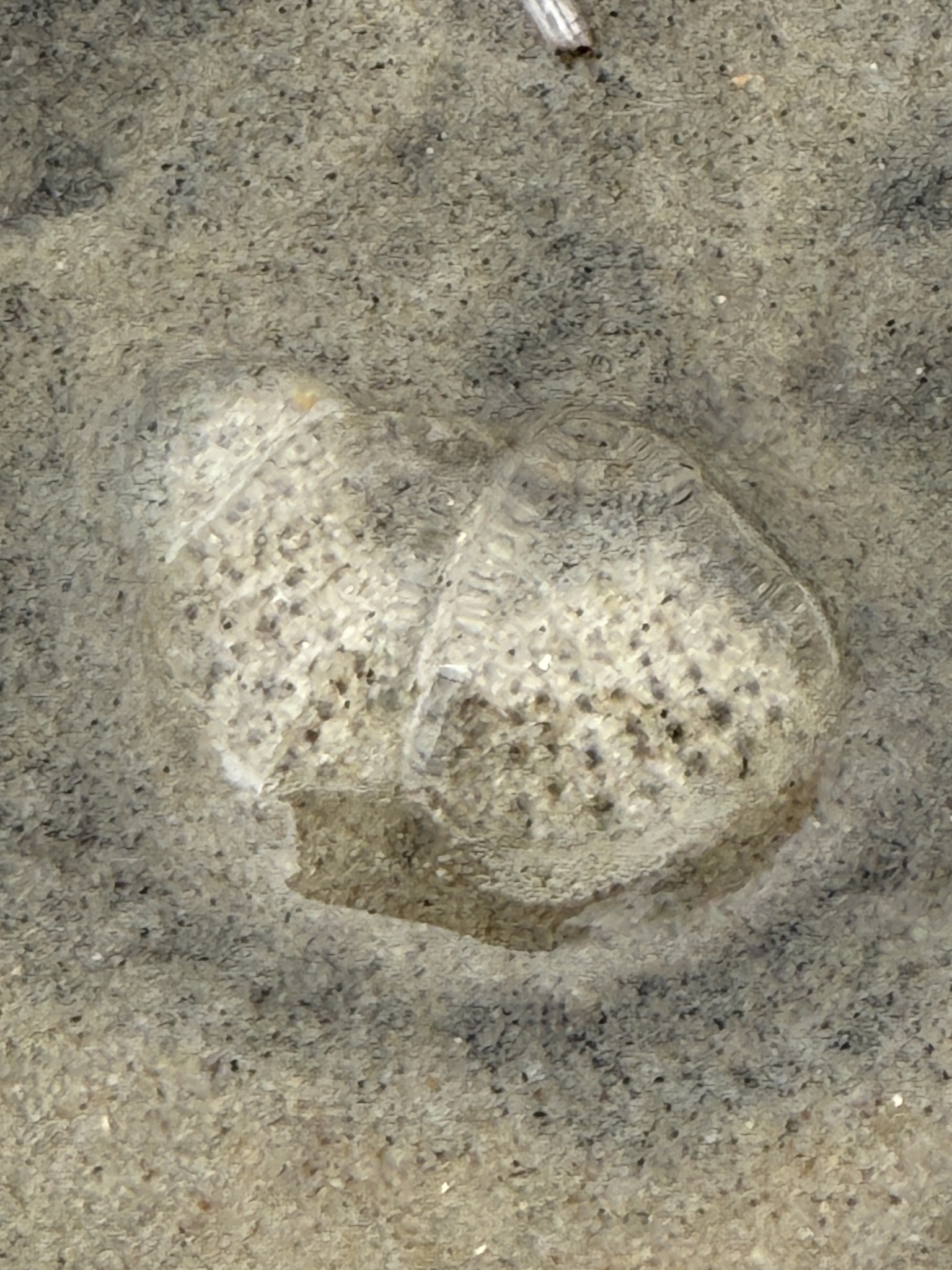 Rhacostoma atlanticum L.Agassiz, 1851