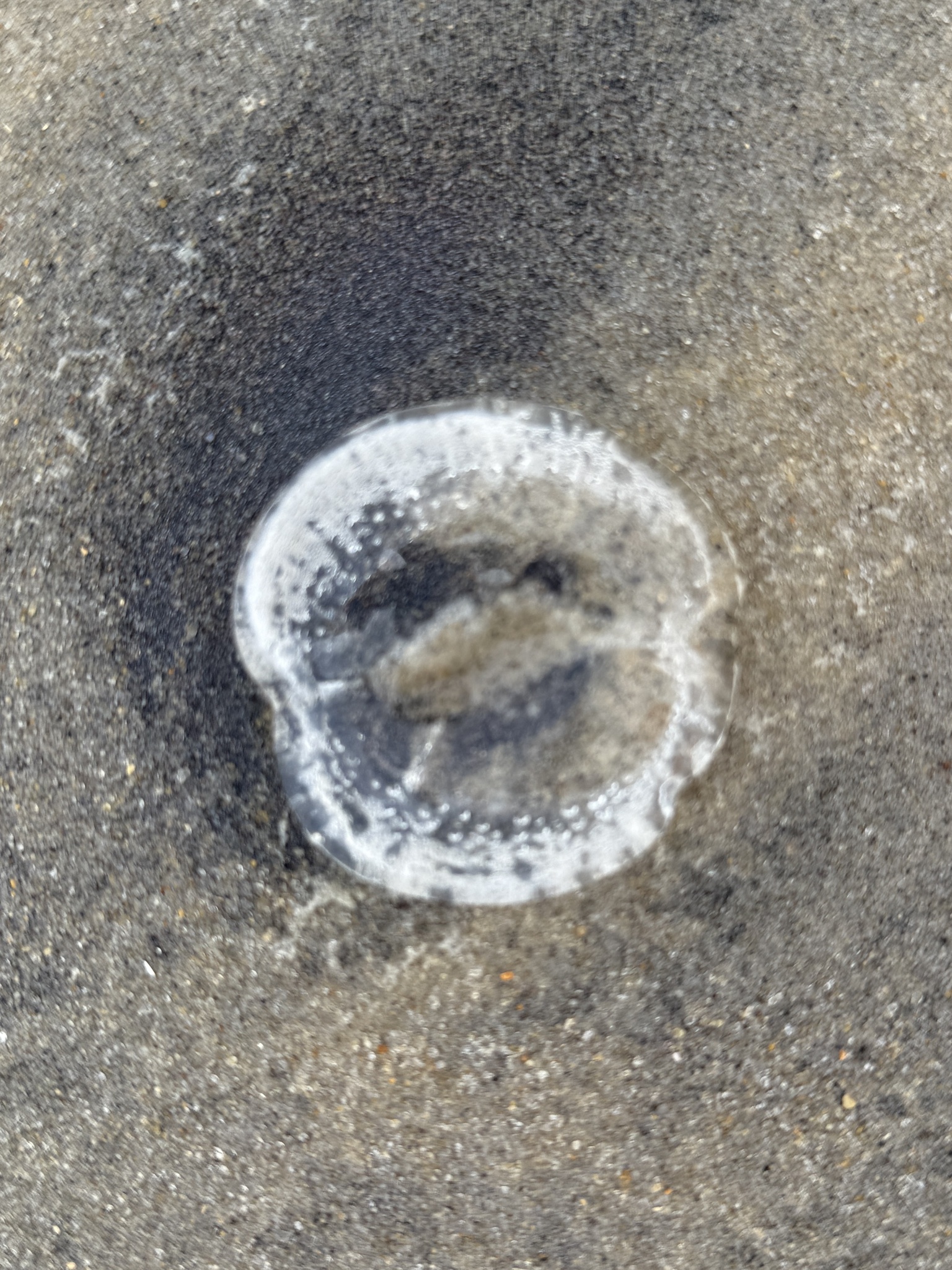 Rhacostoma atlanticum L.Agassiz, 1851