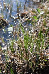 Carex holostoma