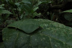 Choeradodis rhomboidea