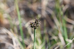 Carex holostoma