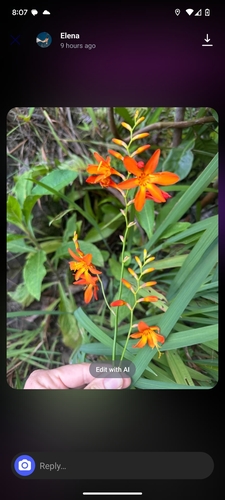 Crocosmia crocosmiiflora observed 2025-07-31
