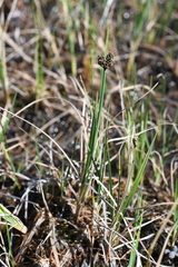 Carex holostoma