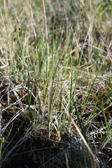 Carex holostoma