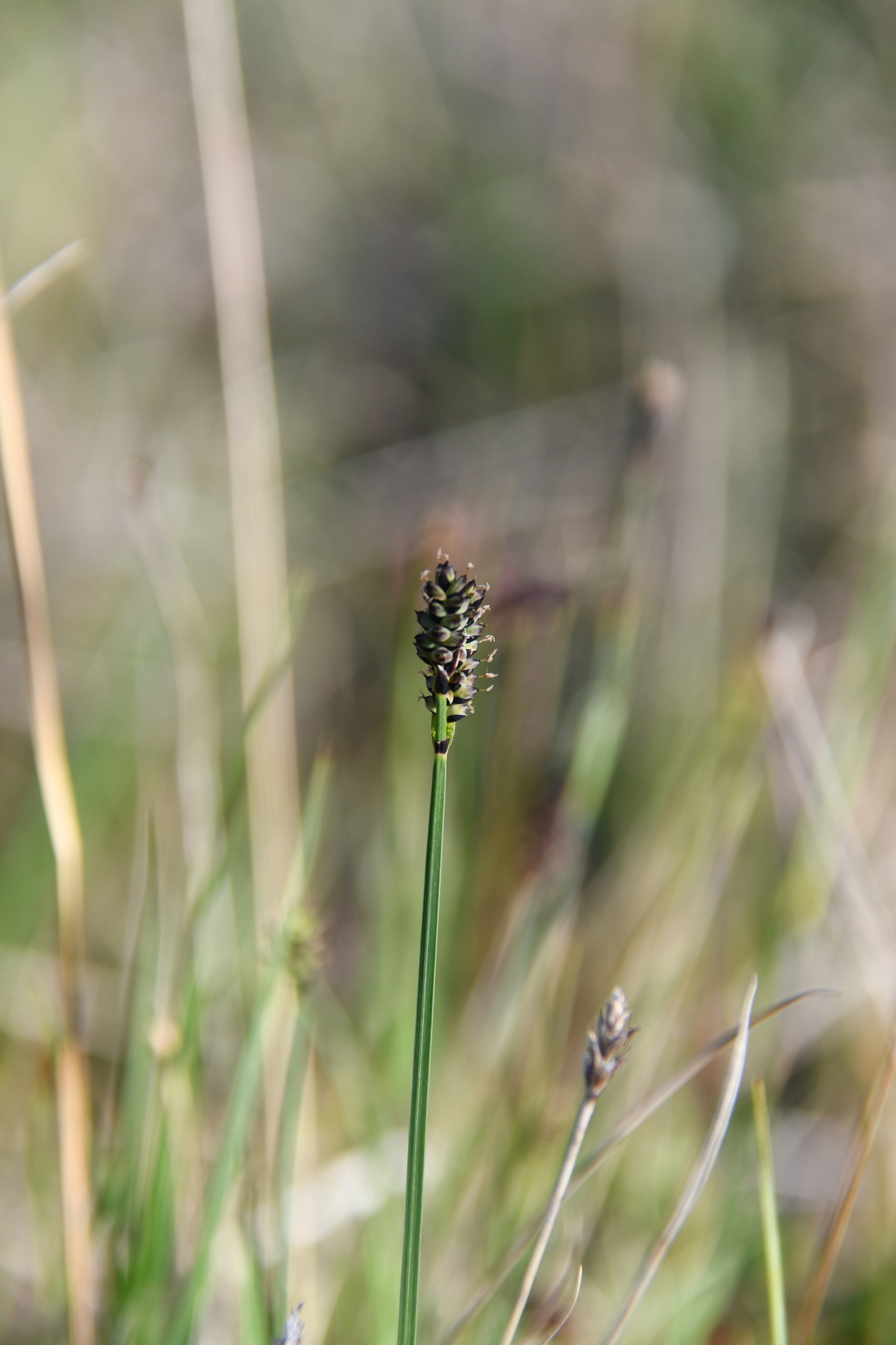 Carex holostoma