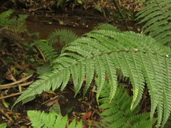 Dryopteris wallichiana
