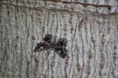 Calydna venusta venusta