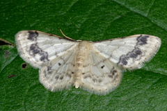 Idaea trigeminata
