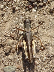 Melanoplus devastator
