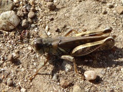 Melanoplus devastator