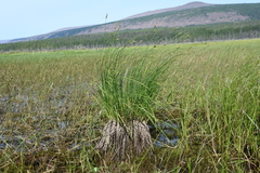 Carex nigra juncea