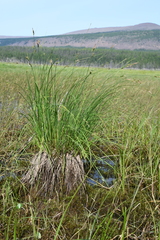 Carex nigra juncea