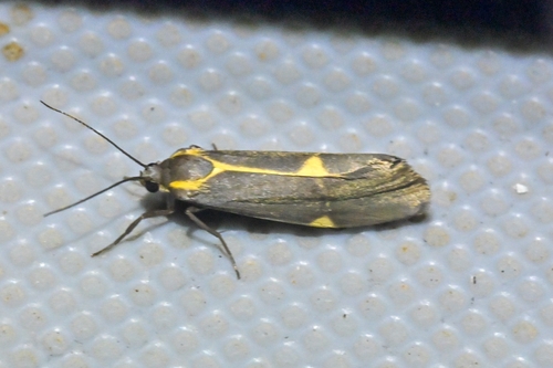 Barnes' Lichen Moth photo 3