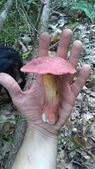 Rubroboletus