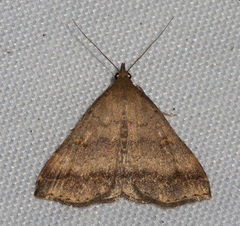 Tetanolita palligera