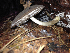 Pluteus salicinus