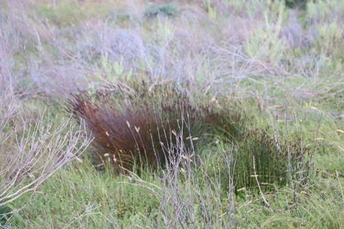 Elegia tectorum
